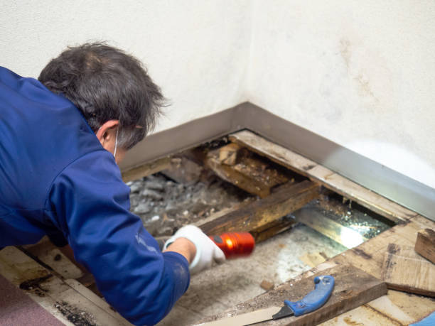Best Mold Damage Repair  in West Samoset, FL