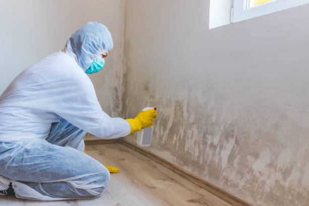 Mold Removal Process in West Samoset, FL