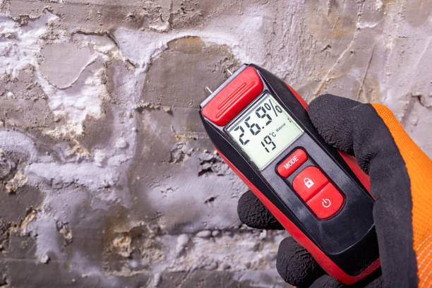 Best Local Mold Removal Service  in West Samoset, FL