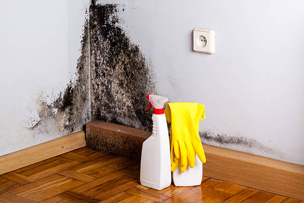 Best Residential Mold Removal  in West Samoset, FL