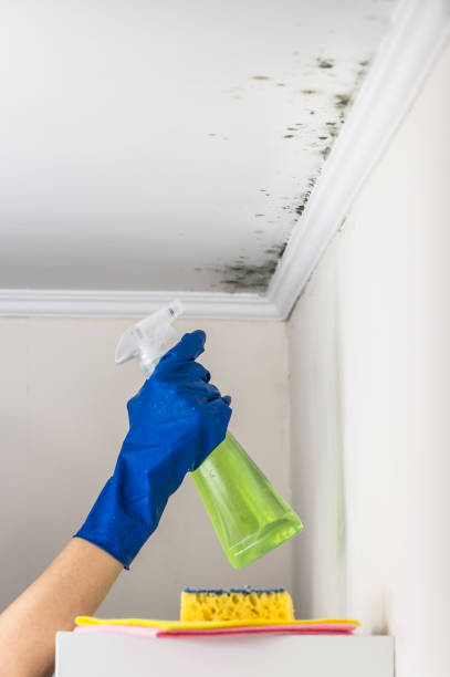 Home Mold Removal in West Samoset, FL