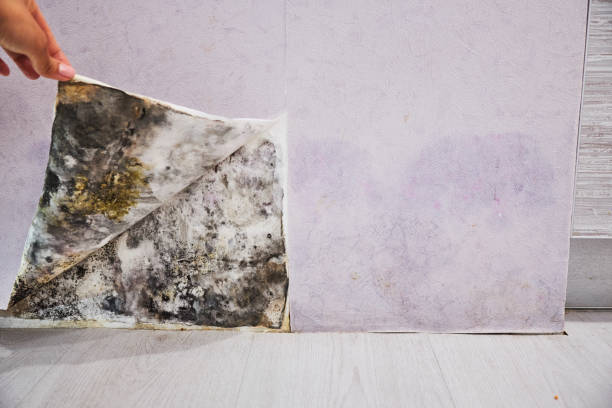 Best Emergency Mold Removal  in West Samoset, FL